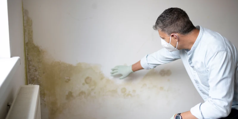 Expert mold remediation, inspection & water damage repair with professional house painting services for a fresh paint, safe home.